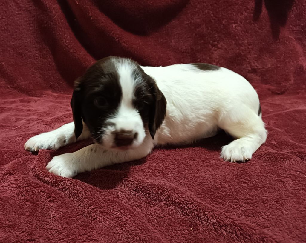 De La Motte Bientquoise - Chiots disponibles - English Springer Spaniel