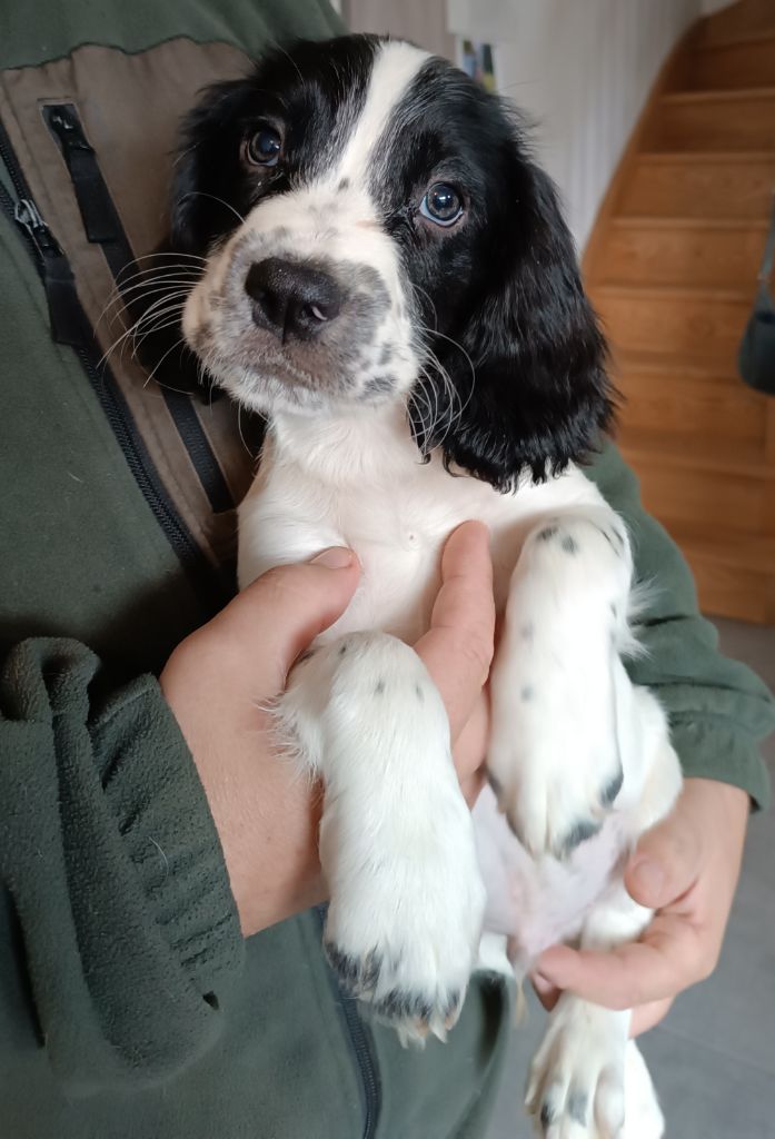De La Motte Bientquoise - Chiots disponibles - English Springer Spaniel