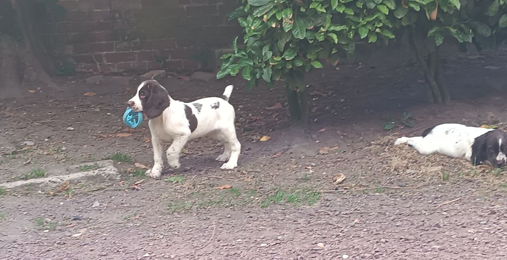 De La Motte Bientquoise - Chiots disponibles - English Springer Spaniel