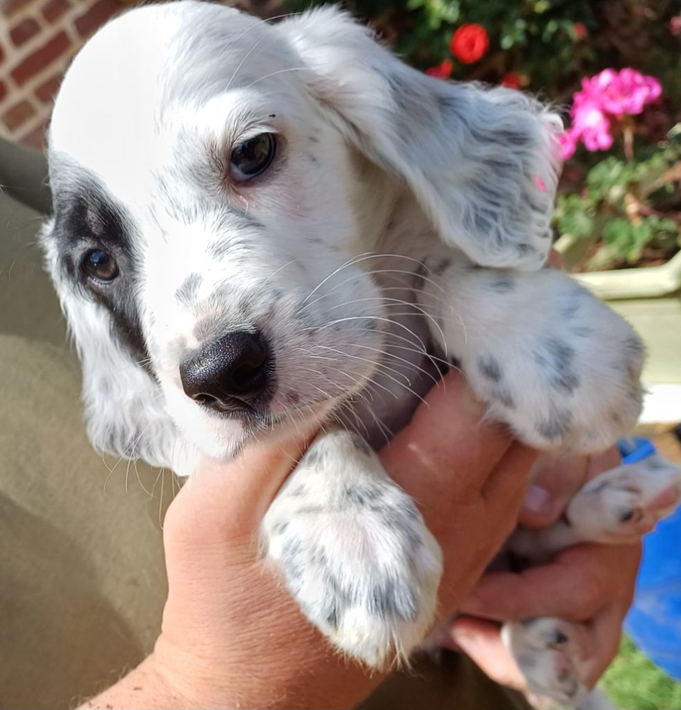De La Motte Bientquoise - Chiots disponibles - Setter Anglais