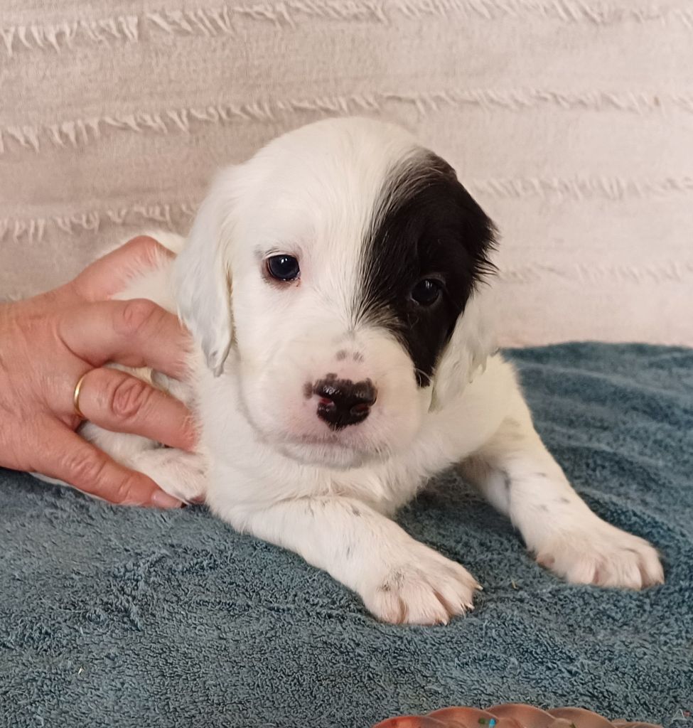 De La Motte Bientquoise - Chiots disponibles - Setter Anglais