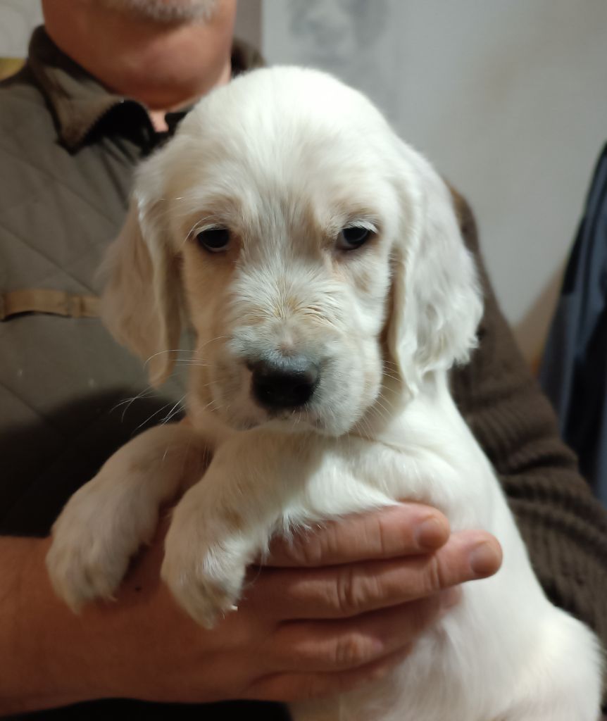 De La Motte Bientquoise - Chiots disponibles - Setter Anglais