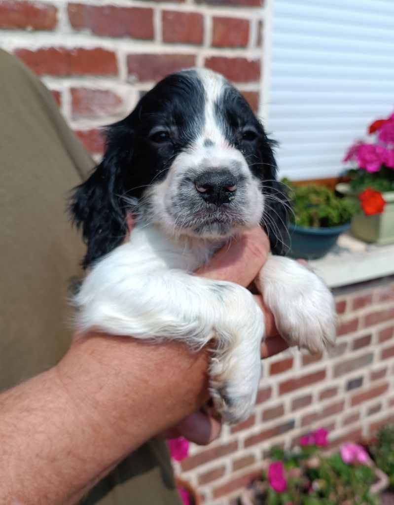 De La Motte Bientquoise - Chiots disponibles - English Springer Spaniel