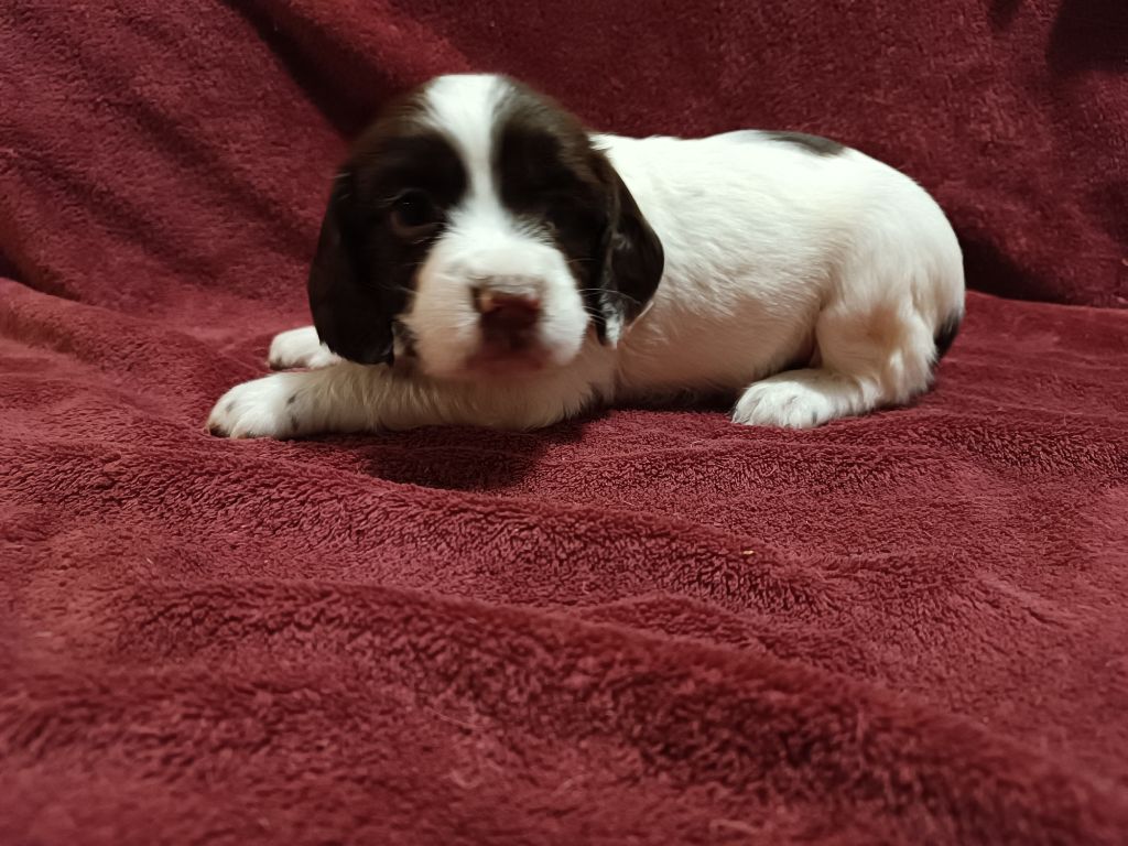 De La Motte Bientquoise - Chiots disponibles - English Springer Spaniel