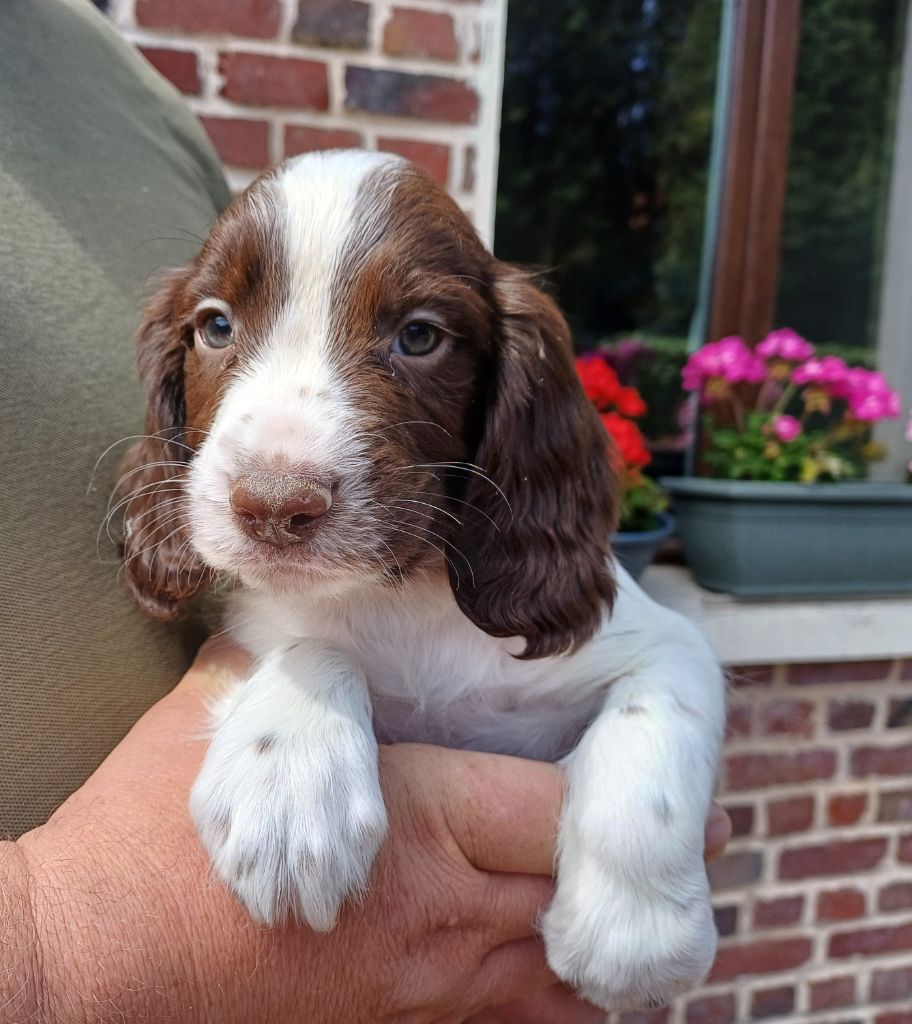 De La Motte Bientquoise - Chiots disponibles - English Springer Spaniel