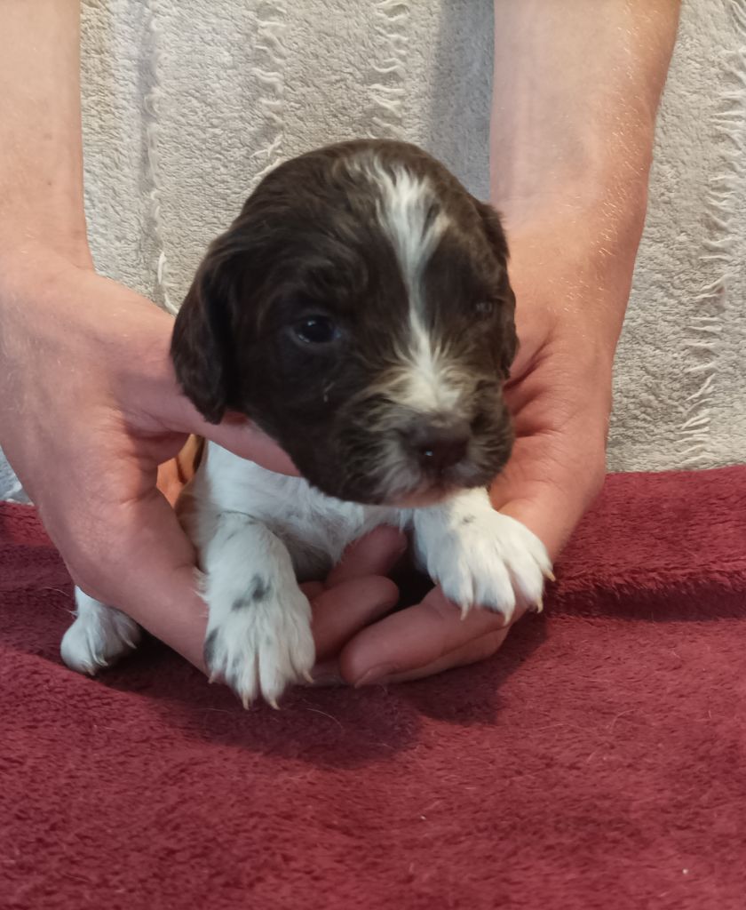 De La Motte Bientquoise - Chiots disponibles - English Springer Spaniel