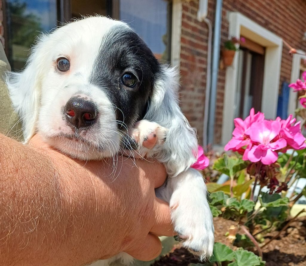 De La Motte Bientquoise - Chiots disponibles - Setter Anglais