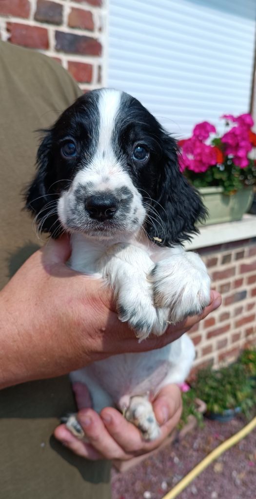De La Motte Bientquoise - Chiots disponibles - English Springer Spaniel