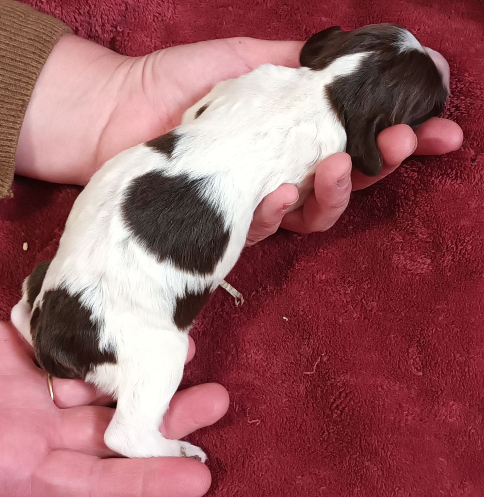 De La Motte Bientquoise - Chiots disponibles - English Springer Spaniel