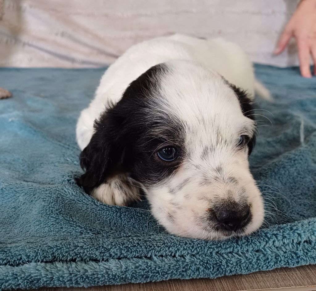 De La Motte Bientquoise - Chiots disponibles - Setter Anglais