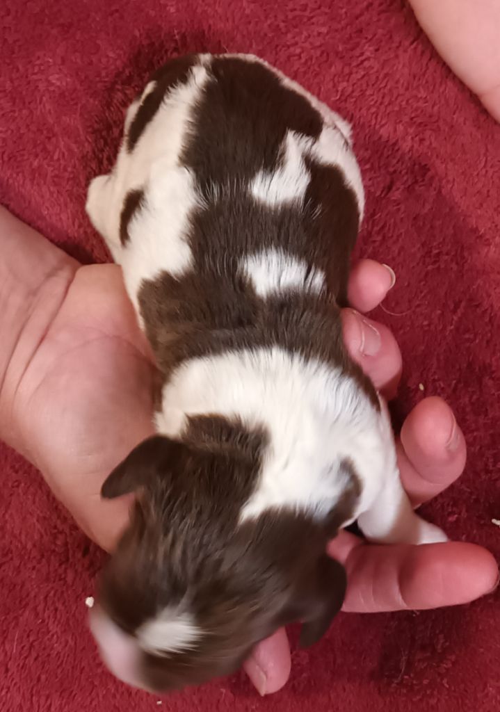 De La Motte Bientquoise - Chiots disponibles - English Springer Spaniel