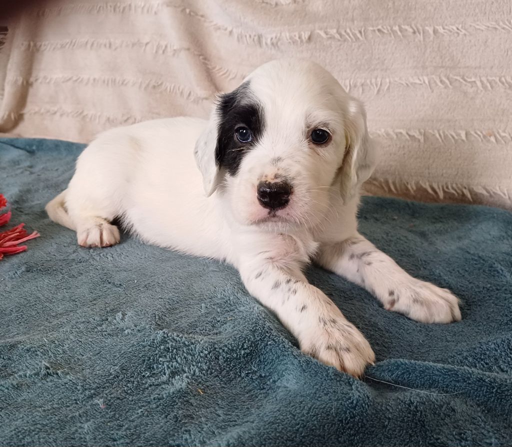 De La Motte Bientquoise - Chiots disponibles - Setter Anglais