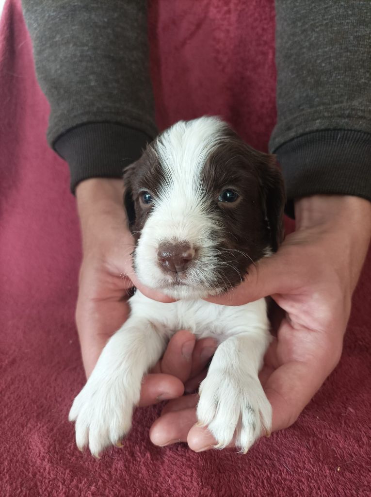 De La Motte Bientquoise - Chiots disponibles - English Springer Spaniel
