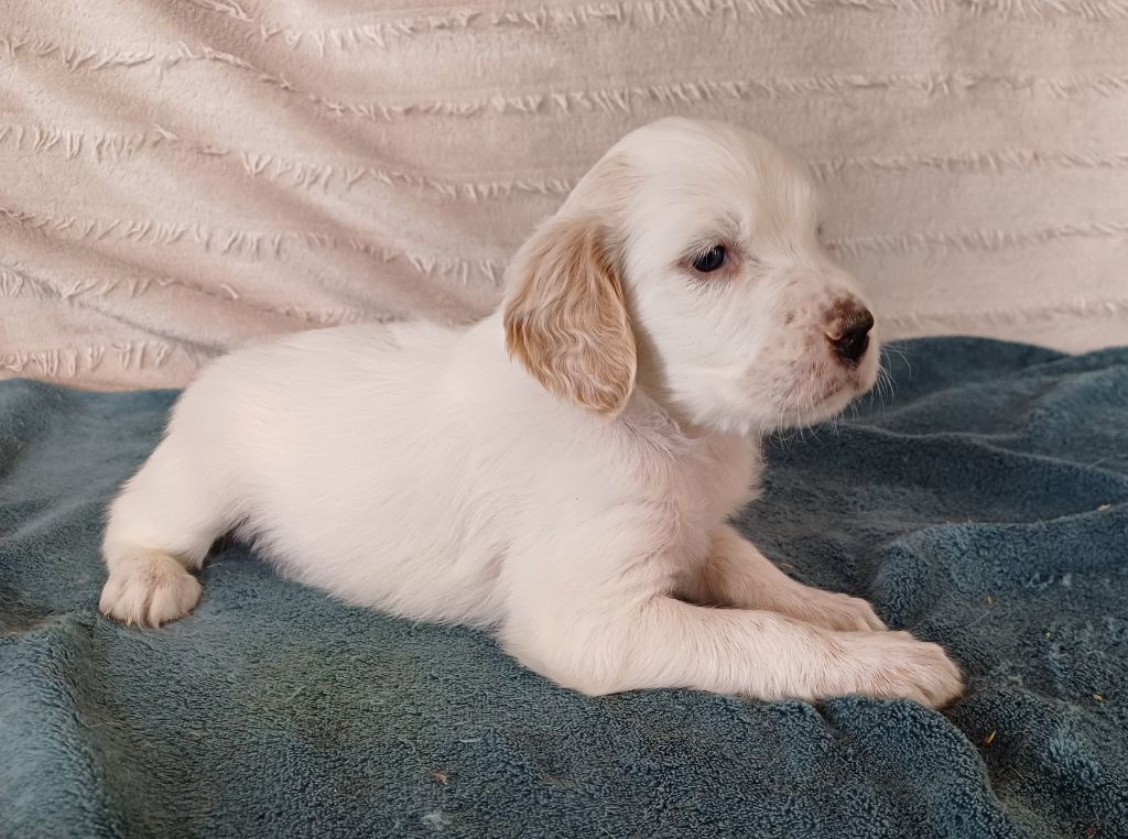 De La Motte Bientquoise - Chiots disponibles - Setter Anglais