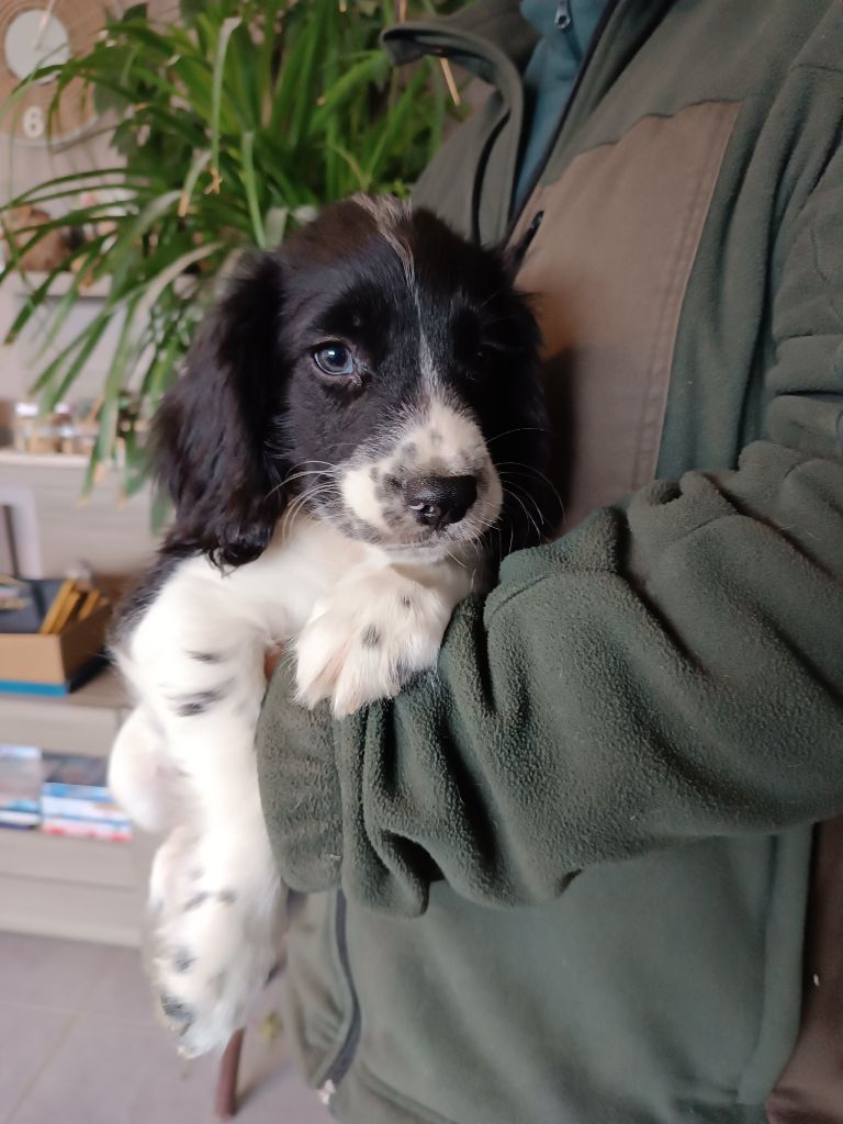 De La Motte Bientquoise - Chiots disponibles - English Springer Spaniel