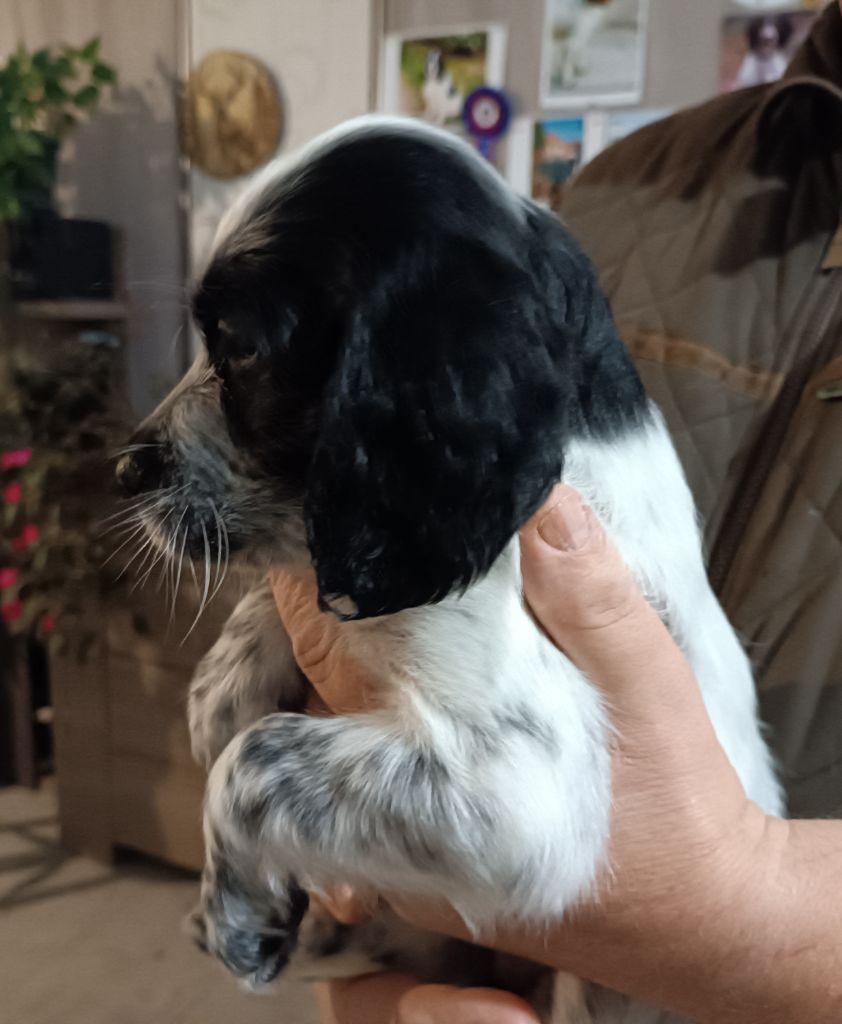 De La Motte Bientquoise - Chiots disponibles - Setter Anglais