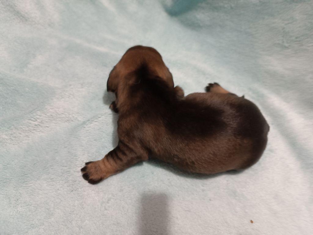 De La Motte Bientquoise - Chiots disponibles - Teckel poil dur