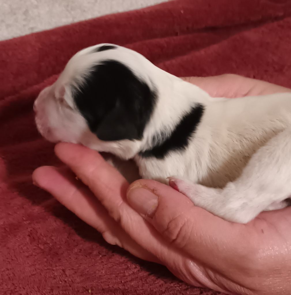 De La Motte Bientquoise - Chiots disponibles - Setter Anglais