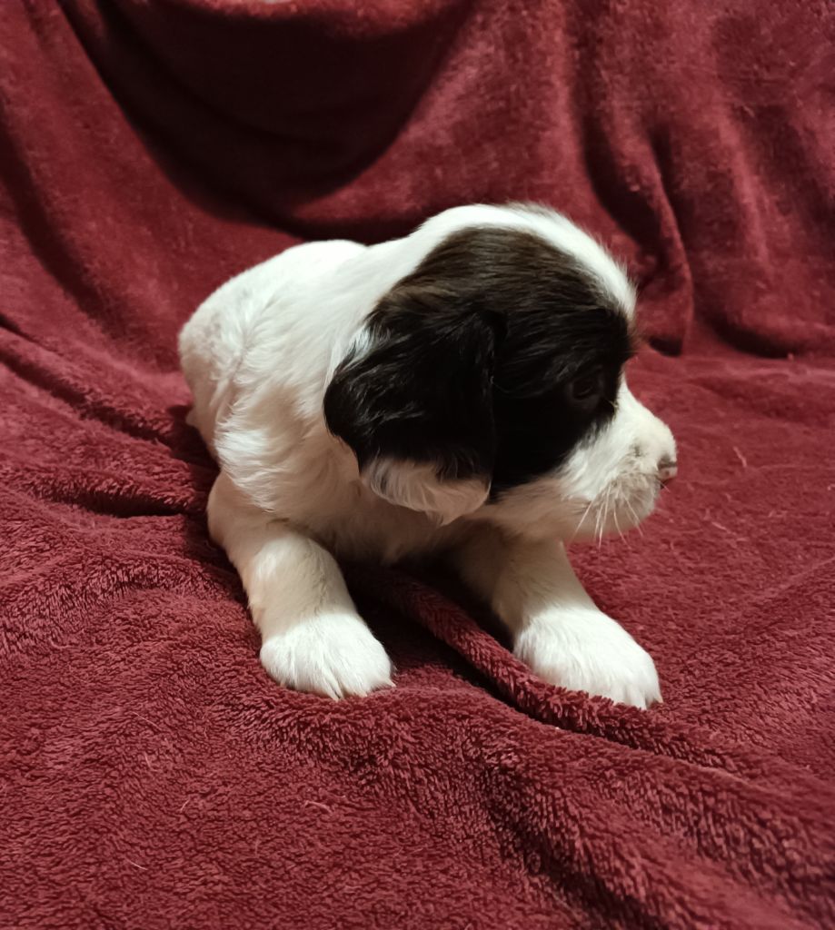 De La Motte Bientquoise - Chiots disponibles - English Springer Spaniel