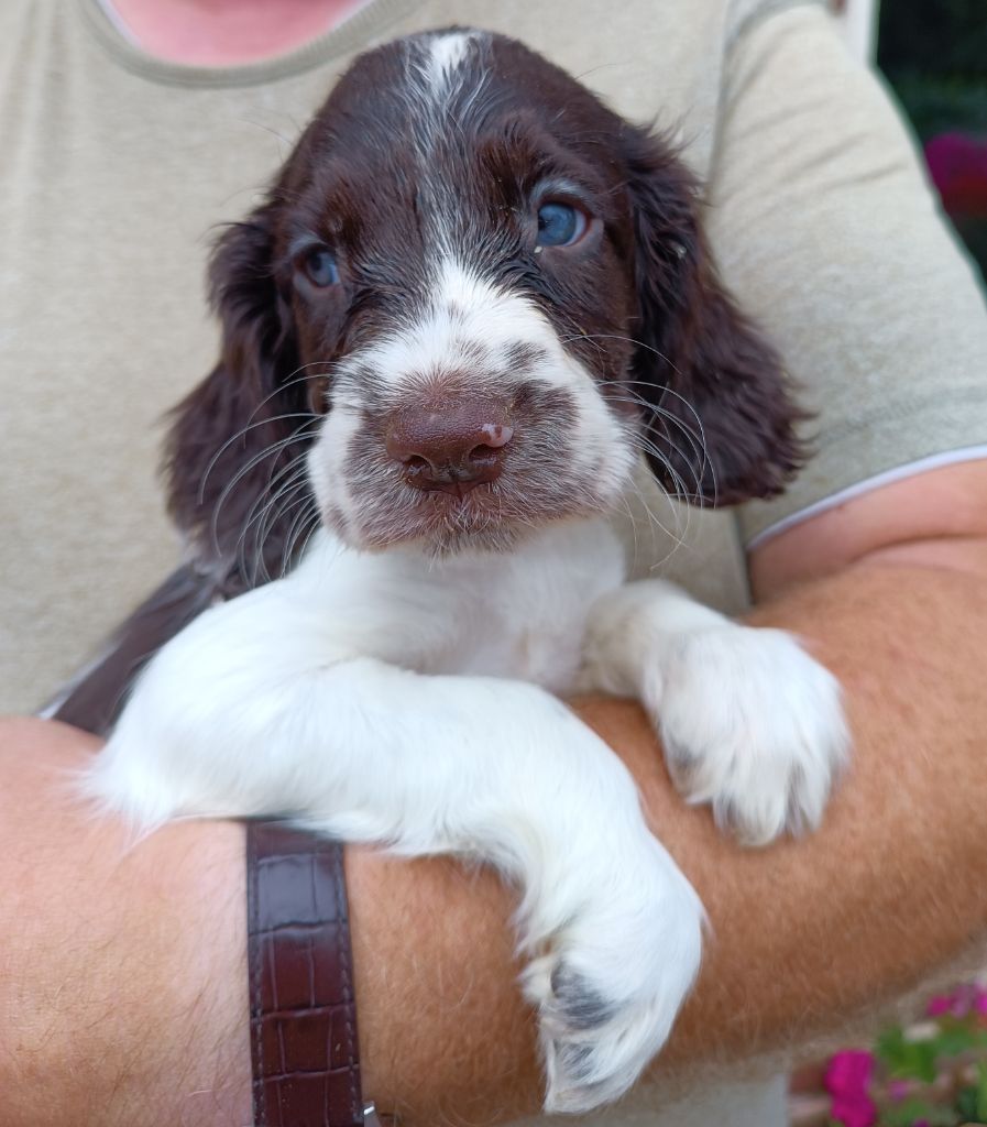 De La Motte Bientquoise - Chiots disponibles - English Springer Spaniel