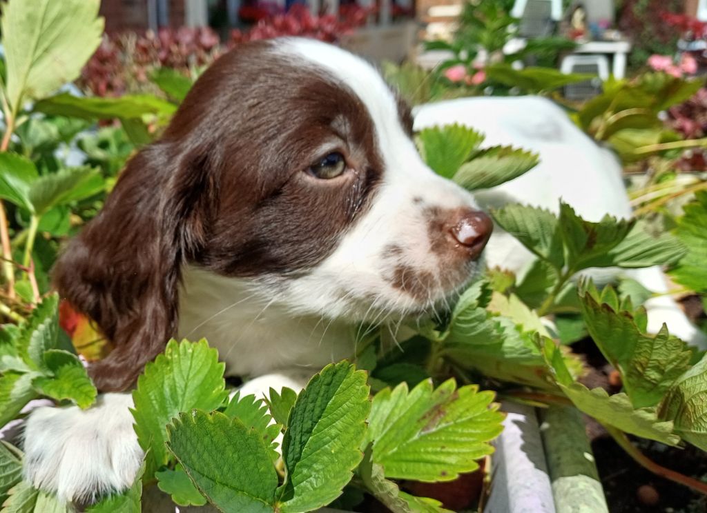 De La Motte Bientquoise - Chiots disponibles - English Springer Spaniel