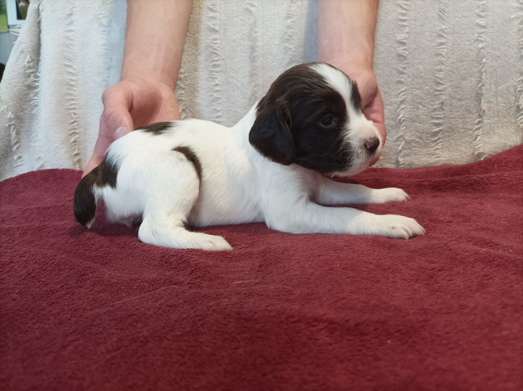 De La Motte Bientquoise - Chiots disponibles - English Springer Spaniel