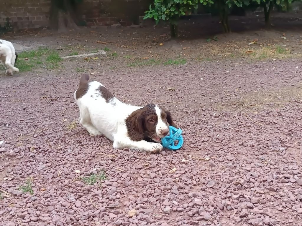 De La Motte Bientquoise - Chiots disponibles - English Springer Spaniel