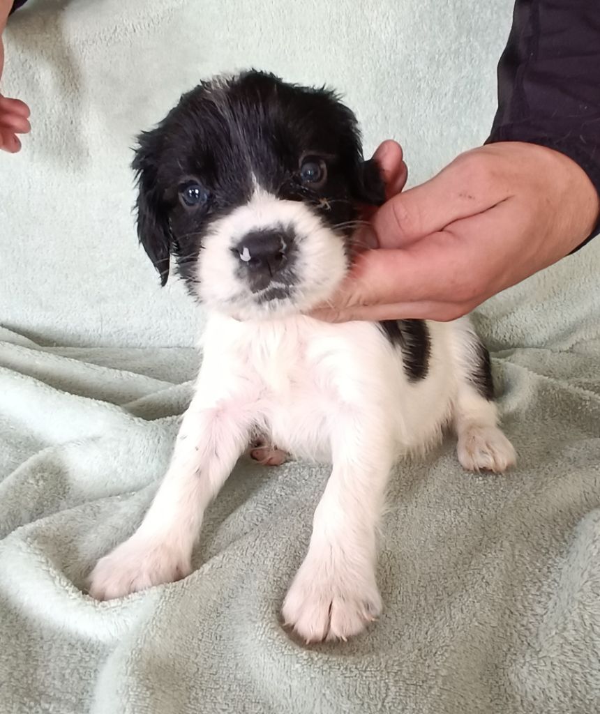 De La Motte Bientquoise - Chiots disponibles - English Springer Spaniel