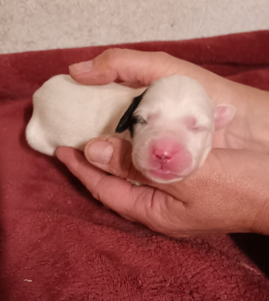 De La Motte Bientquoise - Chiots disponibles - Setter Anglais