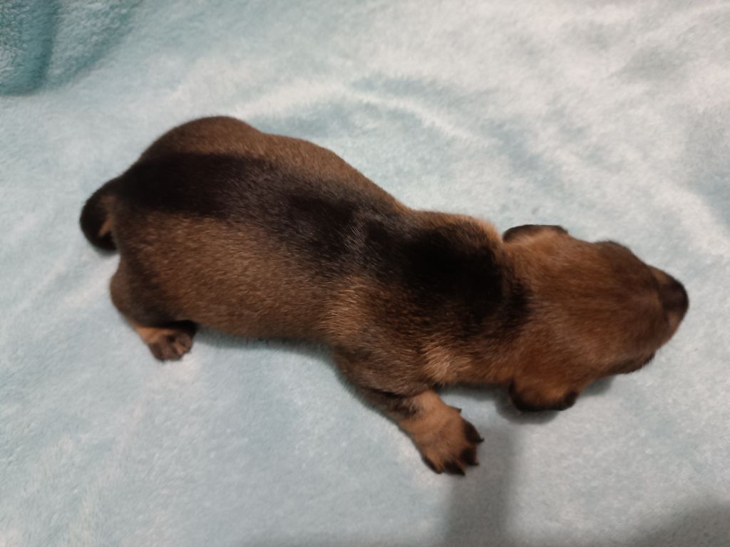 De La Motte Bientquoise - Chiots disponibles - Teckel poil dur